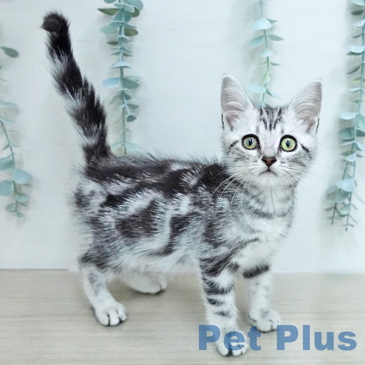 長野県のアメリカンショートヘアー (ペットプラス 須坂店/2026年1月20日生まれ/男の子/シルバータビー)の子猫の1枚目の画像