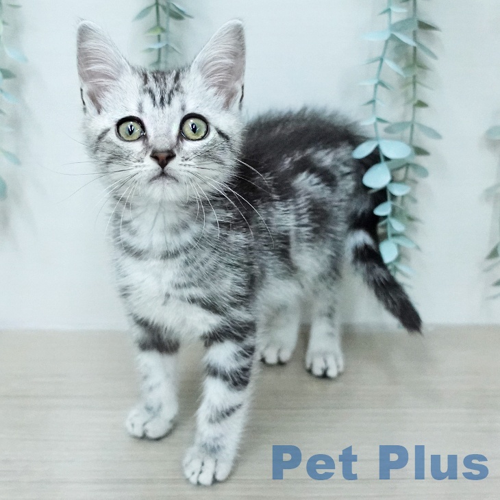 長野県のアメリカンショートヘアー (ペットプラス 須坂店/2026年1月20日生まれ/男の子/シルバータビー)の子猫の2枚目の画像