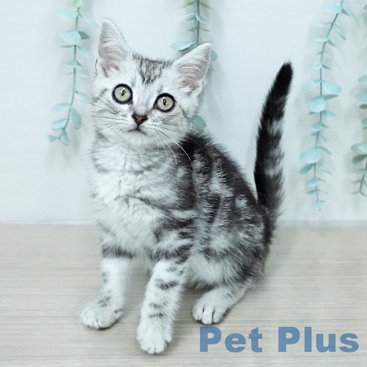 アメリカンショートヘア