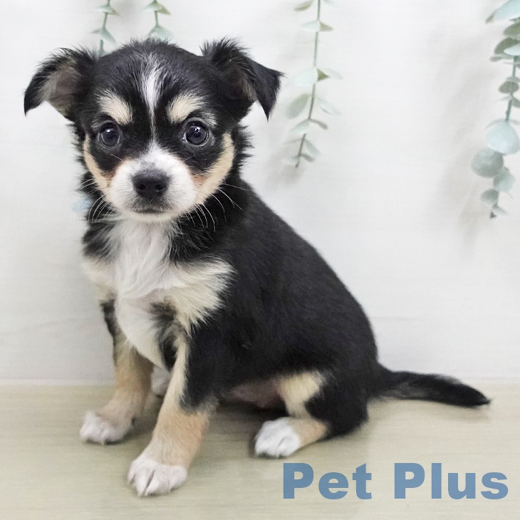 千葉県のチワワ(ロング) (ペットプラス コトエ流山おおたかの森店/2026年2月1日生まれ/女の子/ブラックタンホワイト)の子犬の1枚目の画像
