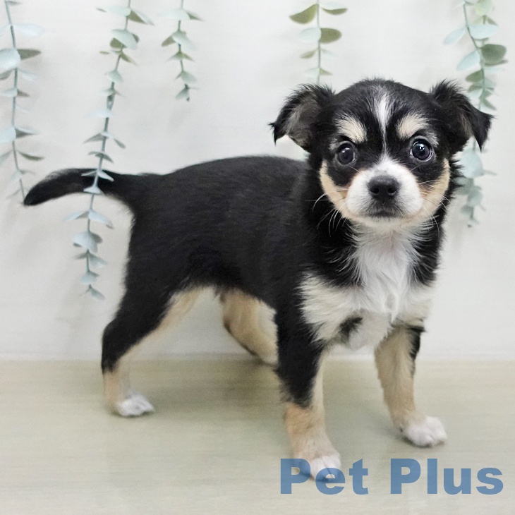 千葉県のチワワ(ロング) (ペットプラス コトエ流山おおたかの森店/2026年2月1日生まれ/女の子/ブラックタンホワイト)の子犬の2枚目の画像