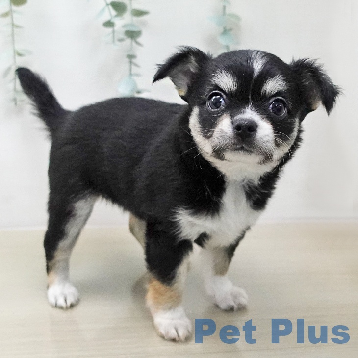 長野県のチワワ(ロング) (ペットプラス 上田店/2026年2月1日生まれ/女の子/ブラックタンホワイト)の子犬の1枚目の画像