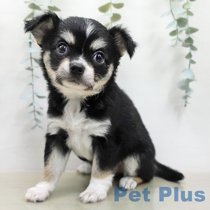 長野県のチワワ(ロング) (ペットプラス 上田店/2026年2月1日生まれ/女の子/ブラックタンホワイト)の子犬の2枚目の画像
