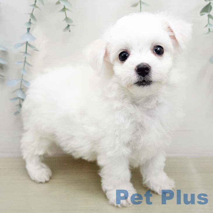 ビション・フリーゼ