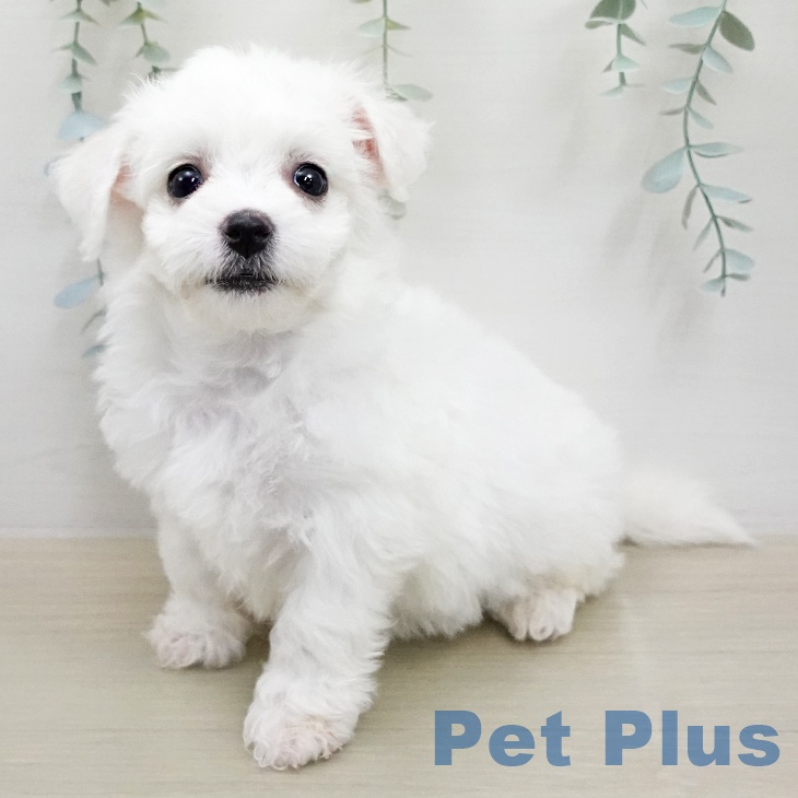 ビション・フリーゼの写真2