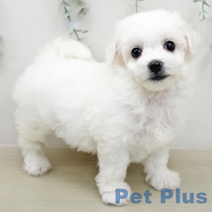 埼玉県のビションフリーゼ (ペットプラス 川口店/2026年1月31日生まれ/女の子/ホワイト)の子犬の1枚目の画像