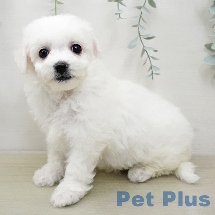 埼玉県のビションフリーゼ (ペットプラス 川口店/2026年1月31日生まれ/女の子/ホワイト)の子犬の2枚目の画像