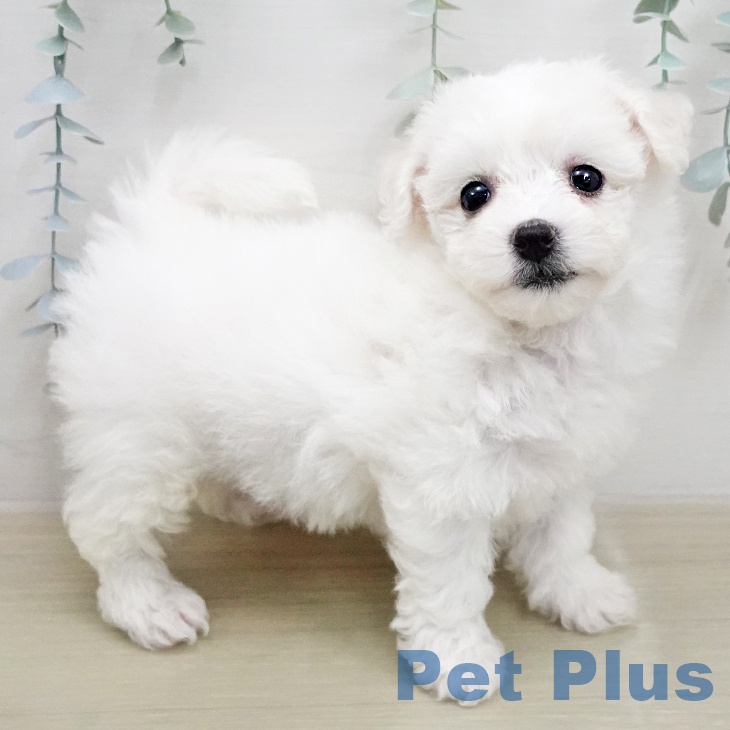 ビション・フリーゼ