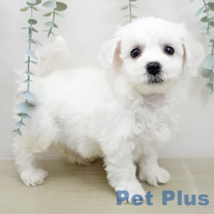 ビション・フリーゼ