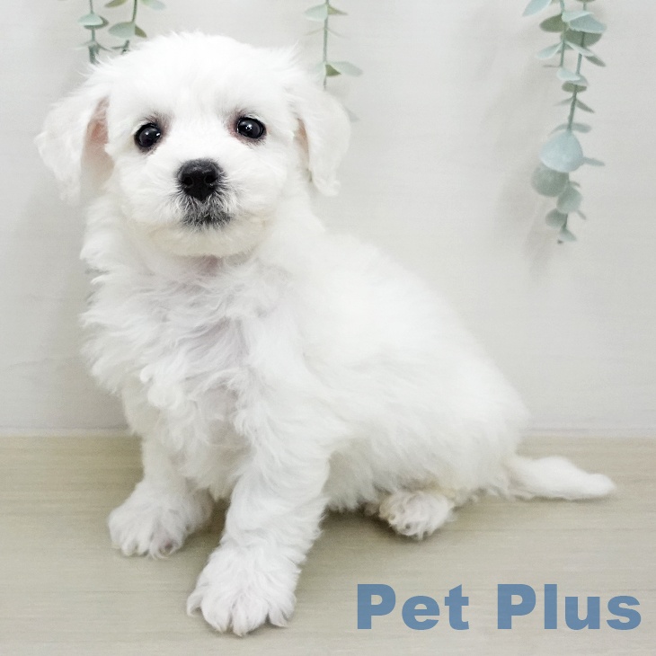 ビション・フリーゼ