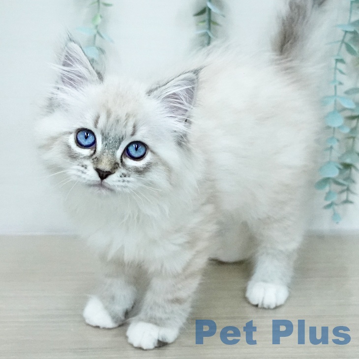 ラグドールの写真2