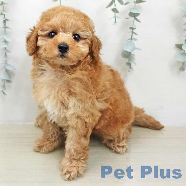 トイ・プードル