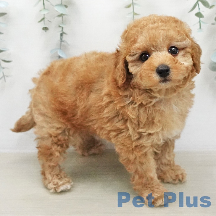 トイ・プードル