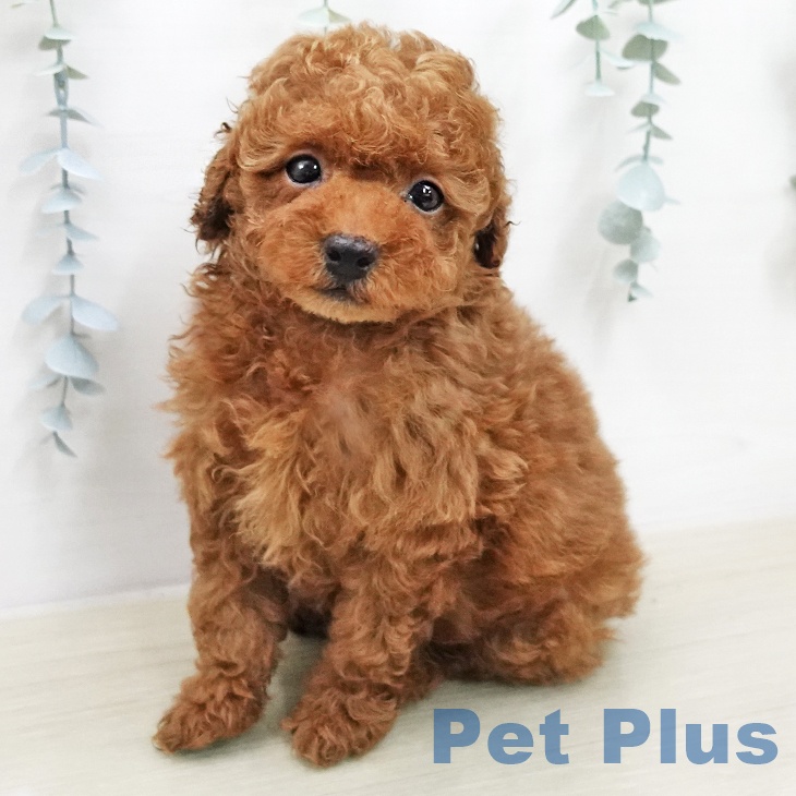 埼玉県のトイプードル(トイ) (ペットプラス 与野店/2026年2月1日生まれ/男の子/レッド)の子犬の1枚目の画像