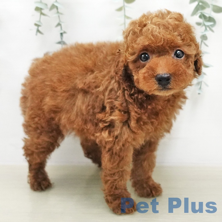 埼玉県のトイプードル(トイ) (ペットプラス 与野店/2026年2月1日生まれ/男の子/レッド)の子犬の2枚目の画像