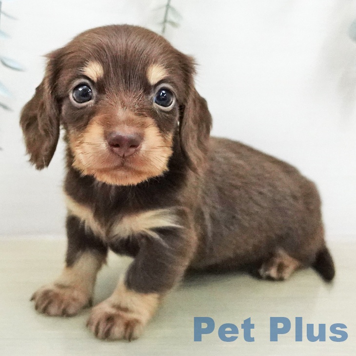 東京都のミニチュアダックスフンド(ロング) (ペットプラス むさし村山店/2026年2月1日生まれ/男の子/チョコレートタン)の子犬の1枚目の画像
