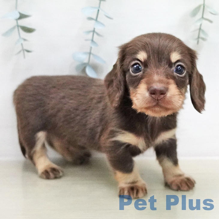 東京都のミニチュアダックスフンド(ロング) (ペットプラス むさし村山店/2026年2月1日生まれ/男の子/チョコレートタン)の子犬の2枚目の画像