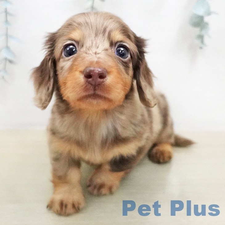 千葉県のミニチュアダックスフンド(ロング) (ペットプラス 幕張新都心店/2026年2月1日生まれ/男の子/チョコレートダップル)の子犬の1枚目の画像