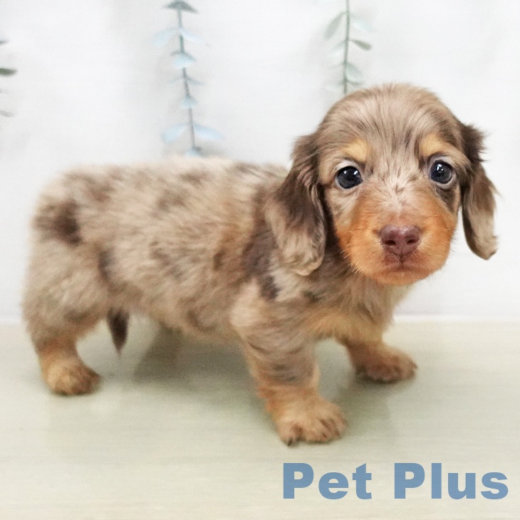 千葉県のミニチュアダックスフンド(ロング) (ペットプラス 幕張新都心店/2026年2月1日生まれ/男の子/チョコレートダップル)の子犬の2枚目の画像