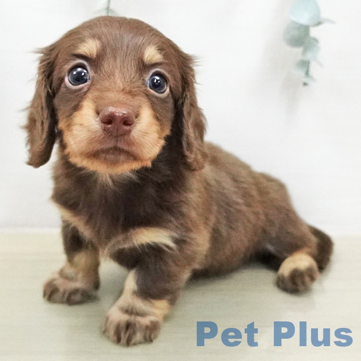 ミニチュア・ダックスフンド