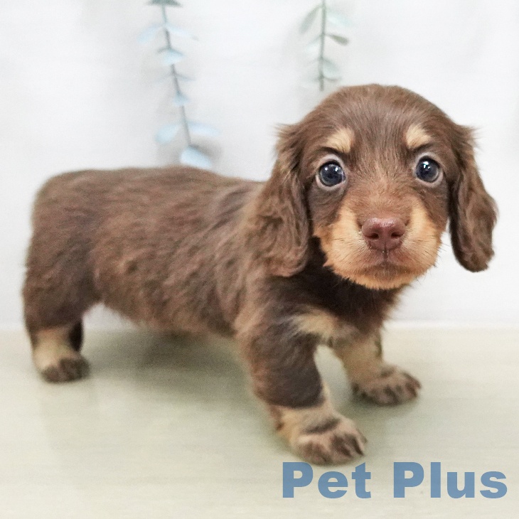 ミニチュア・ダックスフンドの写真2