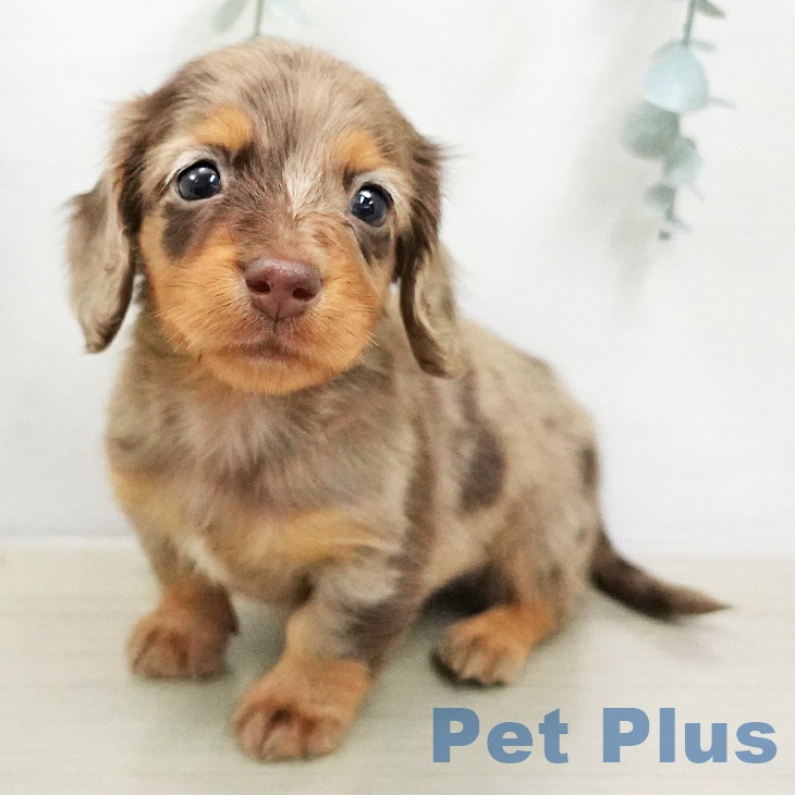 ミニチュア・ダックスフンド