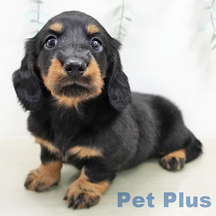 埼玉県のミニチュアダックスフンド(ロング) (ペットプラス 川口店/2026年1月31日生まれ/男の子/ブラックタン)の子犬の1枚目の画像