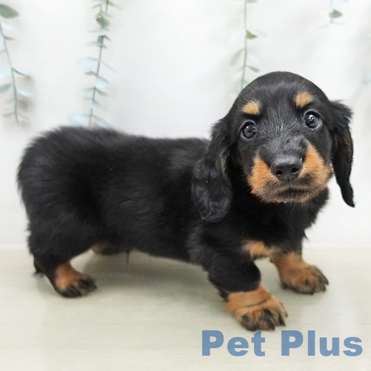 埼玉県のミニチュアダックスフンド(ロング) (ペットプラス 川口店/2026年1月31日生まれ/男の子/ブラックタン)の子犬の2枚目の画像
