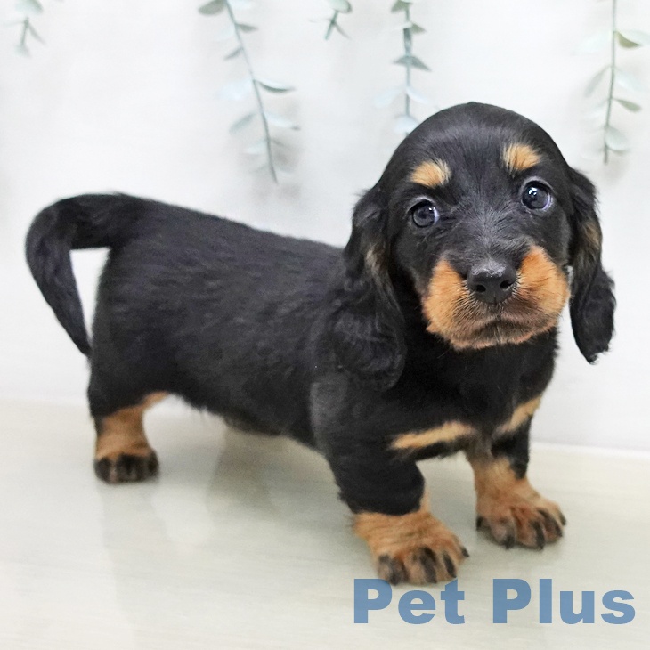 ミニチュア・ダックスフンド