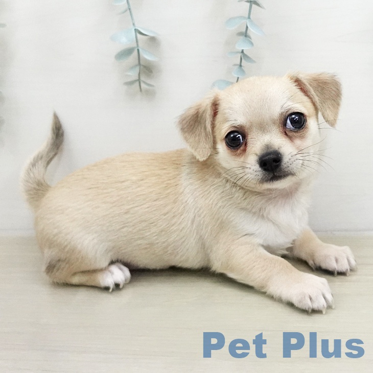 神奈川県のチワワ(ロング) (ペットプラス 天王町店/2026年1月29日生まれ/男の子/フォーン)の子犬の1枚目の画像