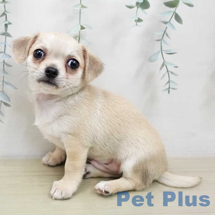 神奈川県のチワワ(ロング) (ペットプラス 天王町店/2026年1月29日生まれ/男の子/フォーン)の子犬の2枚目の画像