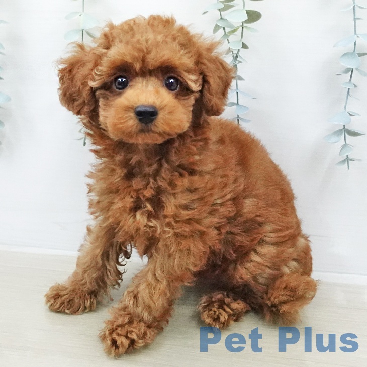 千葉県のトイプードル(トイ) (ペットプラス 成田店/2026年2月1日生まれ/男の子/レッド)の子犬の1枚目の画像
