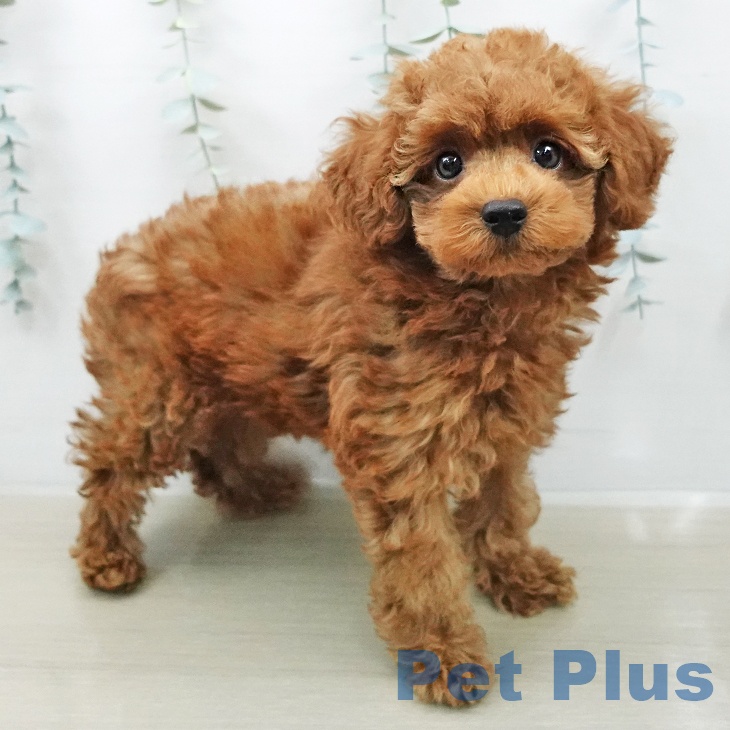 千葉県のトイプードル(トイ) (ペットプラス 成田店/2026年2月1日生まれ/男の子/レッド)の子犬の2枚目の画像