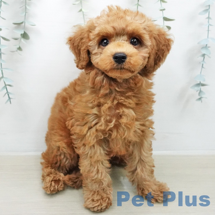 千葉県のトイプードル(トイ) (ペットプラス コトエ流山おおたかの森店/2026年2月1日生まれ/男の子/レッド)の子犬の1枚目の画像