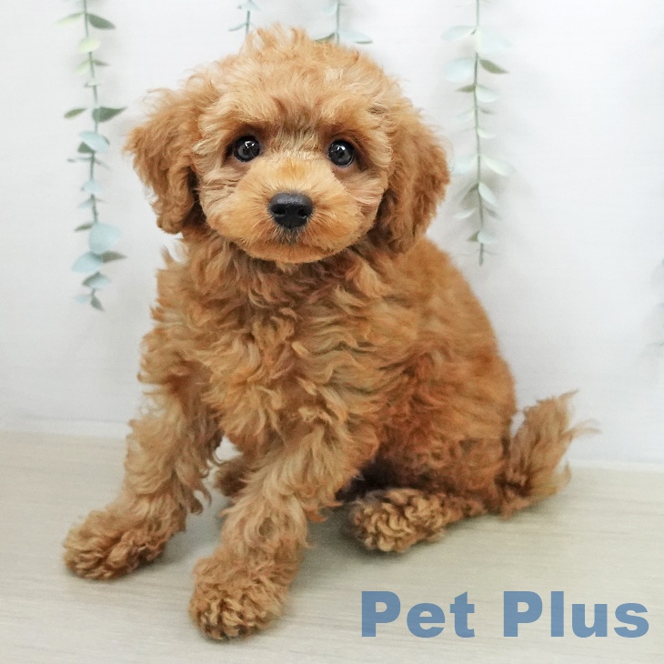 千葉県のトイプードル(トイ) (ペットプラス コトエ流山おおたかの森店/2026年2月1日生まれ/男の子/レッド)の子犬の2枚目の画像