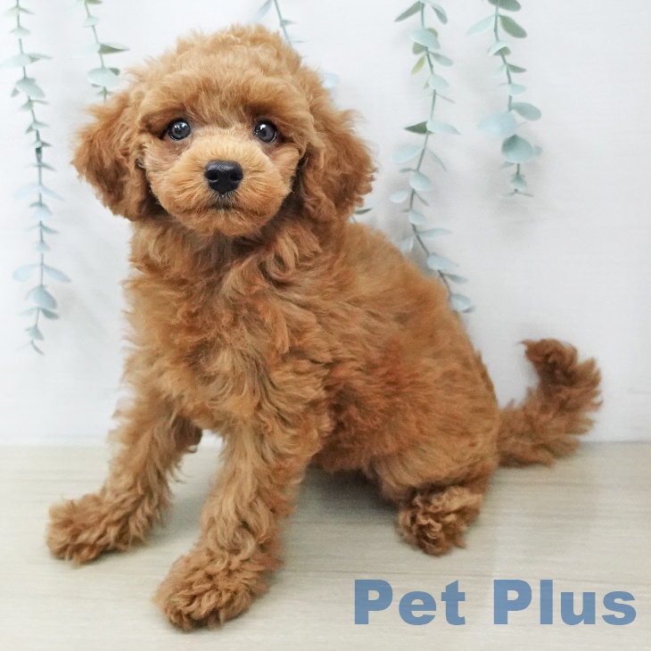 茨城県のトイプードル(トイ) (ペッツワン 阿見店/2026年2月1日生まれ/女の子/レッド)の子犬の1枚目の画像