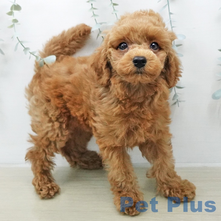 茨城県のトイプードル(トイ) (ペッツワン 阿見店/2026年2月1日生まれ/女の子/レッド)の子犬の2枚目の画像