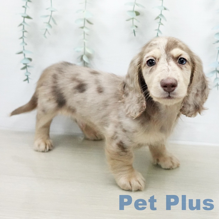 ミニチュア・ダックスフンド