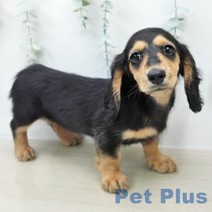 ミニチュア・ダックスフンド