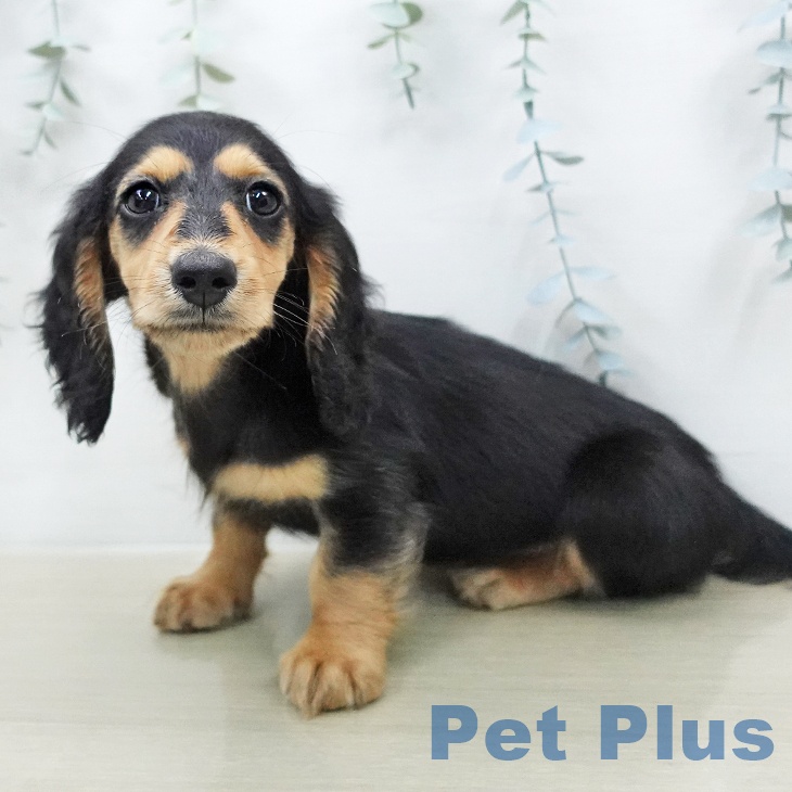 ミニチュア・ダックスフンドの写真2