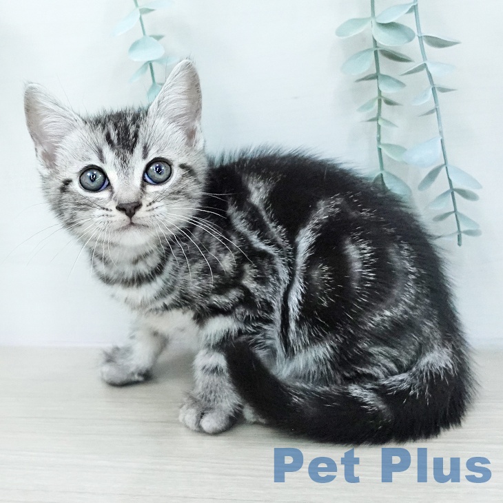 アメリカンショートヘア