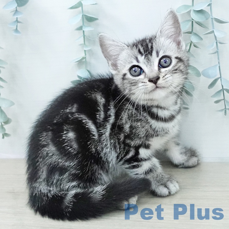 アメリカンショートヘアの写真2