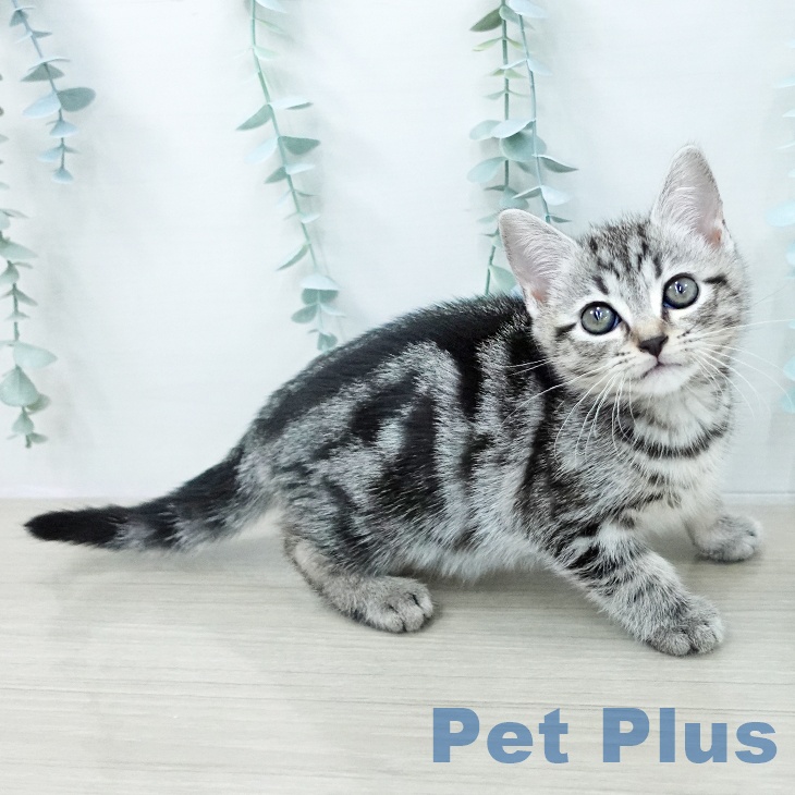 アメリカンショートヘアの写真2