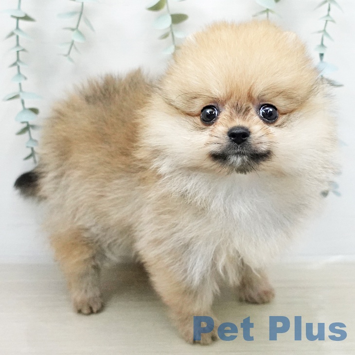 埼玉県のポメラニアン (ペットプラス イオンモール春日部店/2026年1月31日生まれ/男の子/オレンジ)の子犬の2枚目の画像