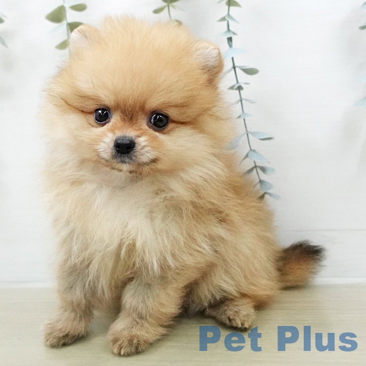 埼玉県のポメラニアン (ペットプラス 浦和美園店/2026年1月31日生まれ/男の子/オレンジ)の子犬の1枚目の画像