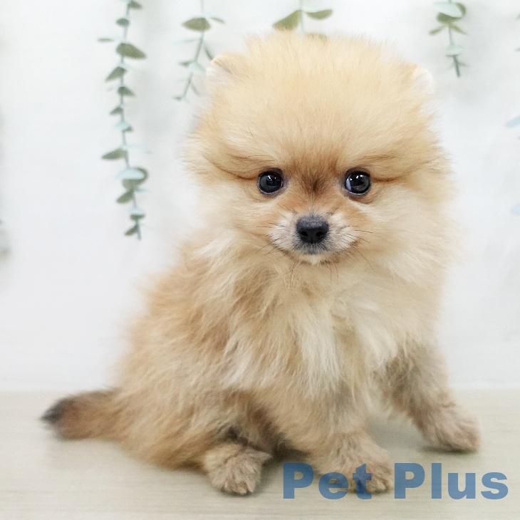埼玉県のポメラニアン (ペットプラス 浦和美園店/2026年1月31日生まれ/男の子/オレンジ)の子犬の2枚目の画像