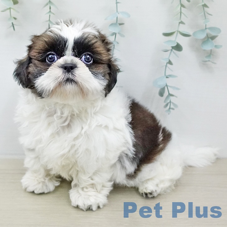 埼玉県のシーズー (ペットプラス 川口店/2026年1月31日生まれ/女の子/ホワイトゴールド)の子犬の1枚目の画像