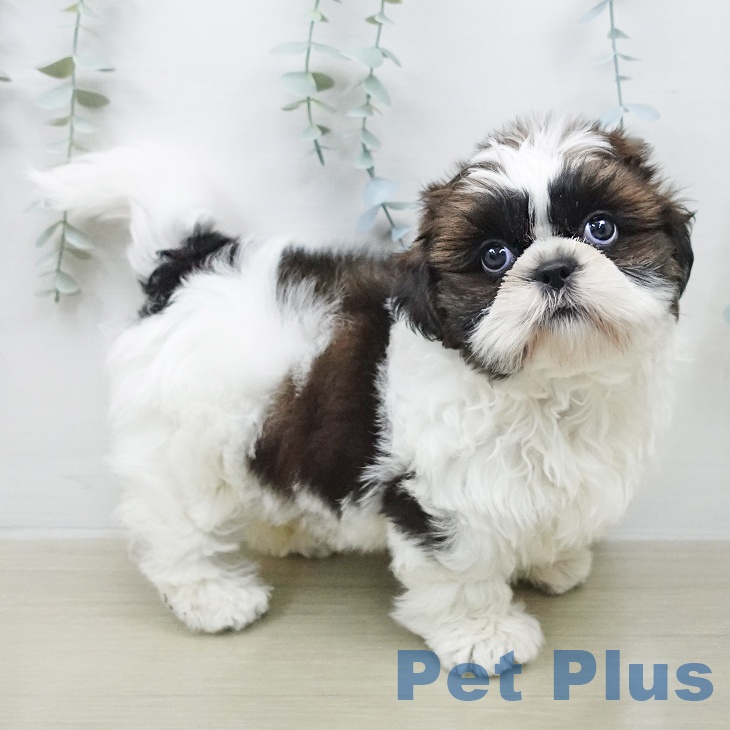 埼玉県のシーズー (ペットプラス 川口店/2026年1月31日生まれ/女の子/ホワイトゴールド)の子犬の2枚目の画像