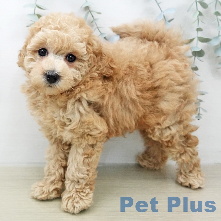 神奈川県のトイプードル(トイ) (ペットプラス ゆめが丘ソラトス店/2026年2月2日生まれ/男の子/アプリコット)の子犬の2枚目の画像