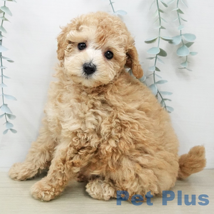 トイ・プードル